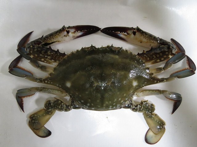 기본 상품 참고 사진